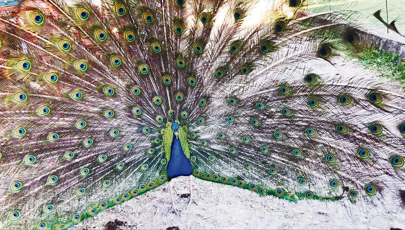 Pfau Sir Henry präsentiert seine schönen Federn.