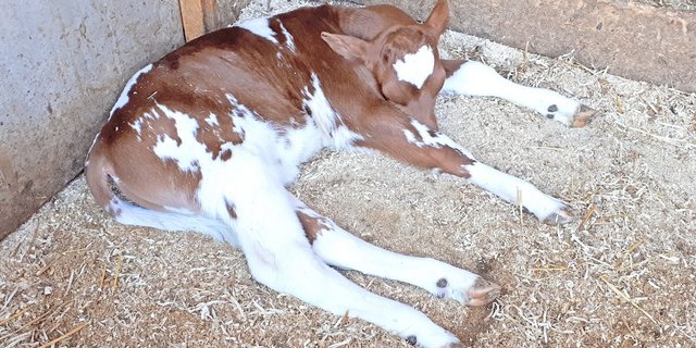 Kälber sind in den ersten Lebenswochen anfällig für Durchfallerkrankungen. Unabhängig ihrer Ursache schwächen diese die Tiere sehr rasch und oft nachhaltig. Korrekt verabreichte Pflanzenkohle kann Abhilfe schaffen.(Bild sb)
