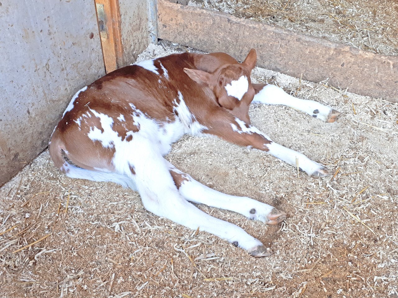 Kälber sind in den ersten Lebenswochen anfällig für Durchfallerkrankungen. Unabhängig ihrer Ursache schwächen diese die Tiere sehr rasch und oft nachhaltig. Korrekt verabreichte Pflanzenkohle kann Abhilfe schaffen.(Bild sb)