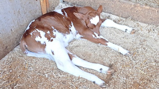 Kälber sind in den ersten Lebenswochen anfällig für Durchfallerkrankungen. Unabhängig ihrer Ursache schwächen diese die Tiere sehr rasch und oft nachhaltig. Korrekt verabreichte Pflanzenkohle kann Abhilfe schaffen.(Bild sb)