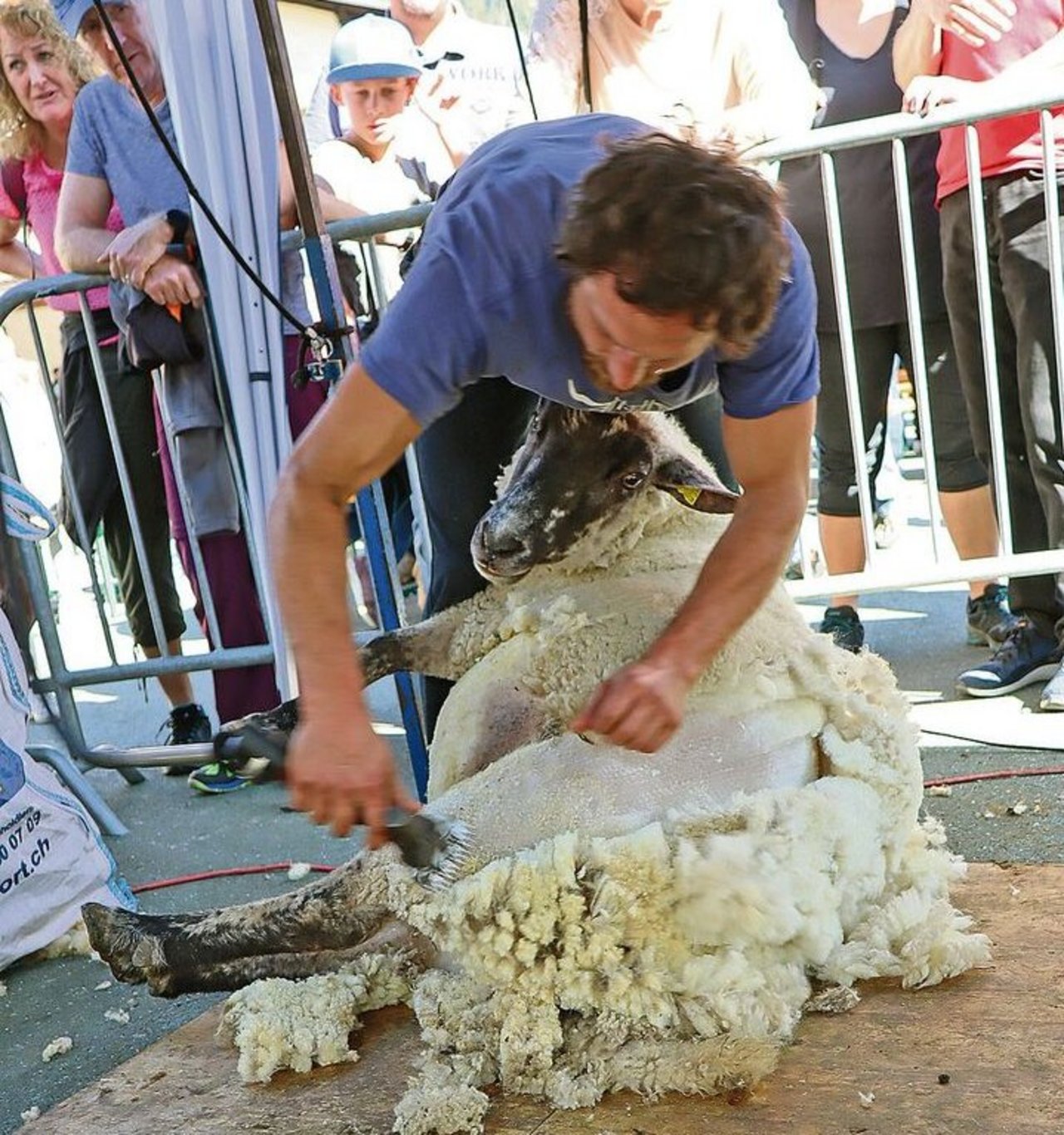 Nico Untersteiner setzte das Schaf auf die Hinterhand und schor vom Kopf bis zum Schwanzende. 