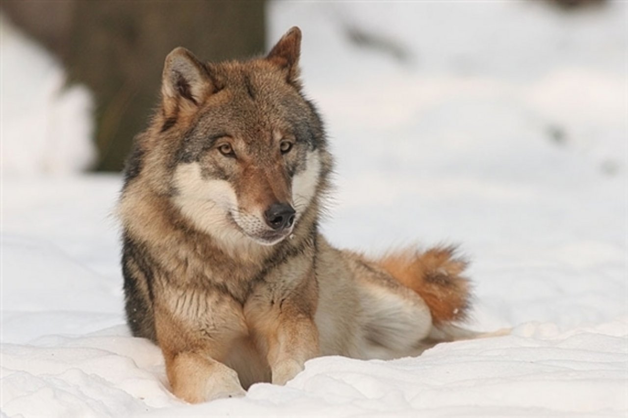 Im Glarnerland streift wieder ein Wolf umher. (Bild: Bernard Landgraf)