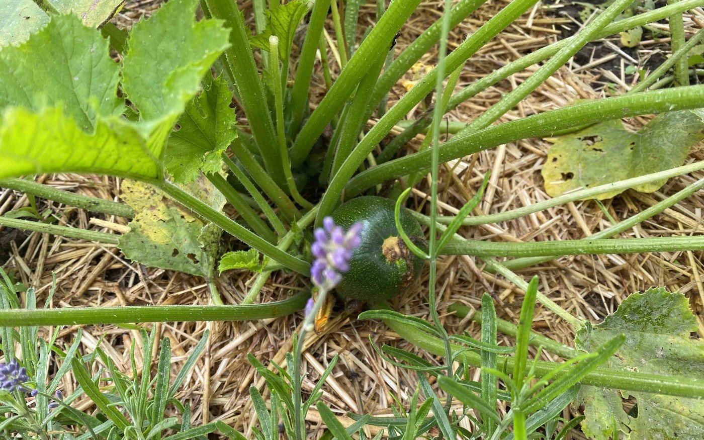 Diese Zucchetti wächst rund, statt klassisch in die Länge. 