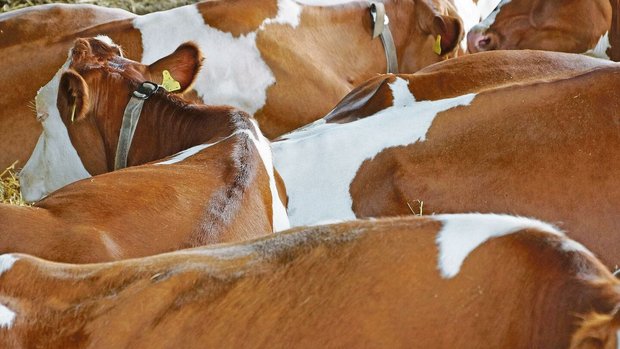 Was bedeutet für Tie Was bedeutet für Tiere ein Leben in Würde, ab wann ist es Massentierhaltung? Da unterscheiden sich die Definitionen.