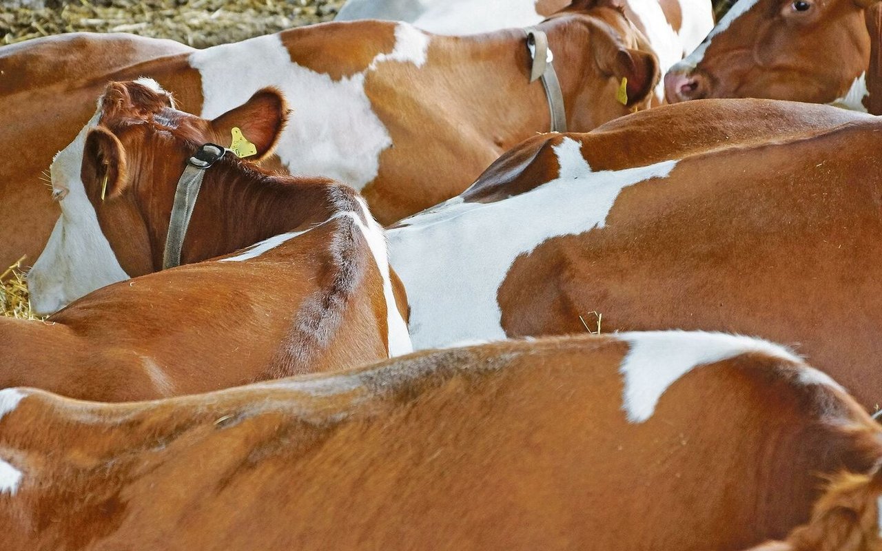 Was bedeutet für Tiere ein Leben in Würde, ab wann ist es Massentierhaltung? Da unterscheiden sich die Definitionen.