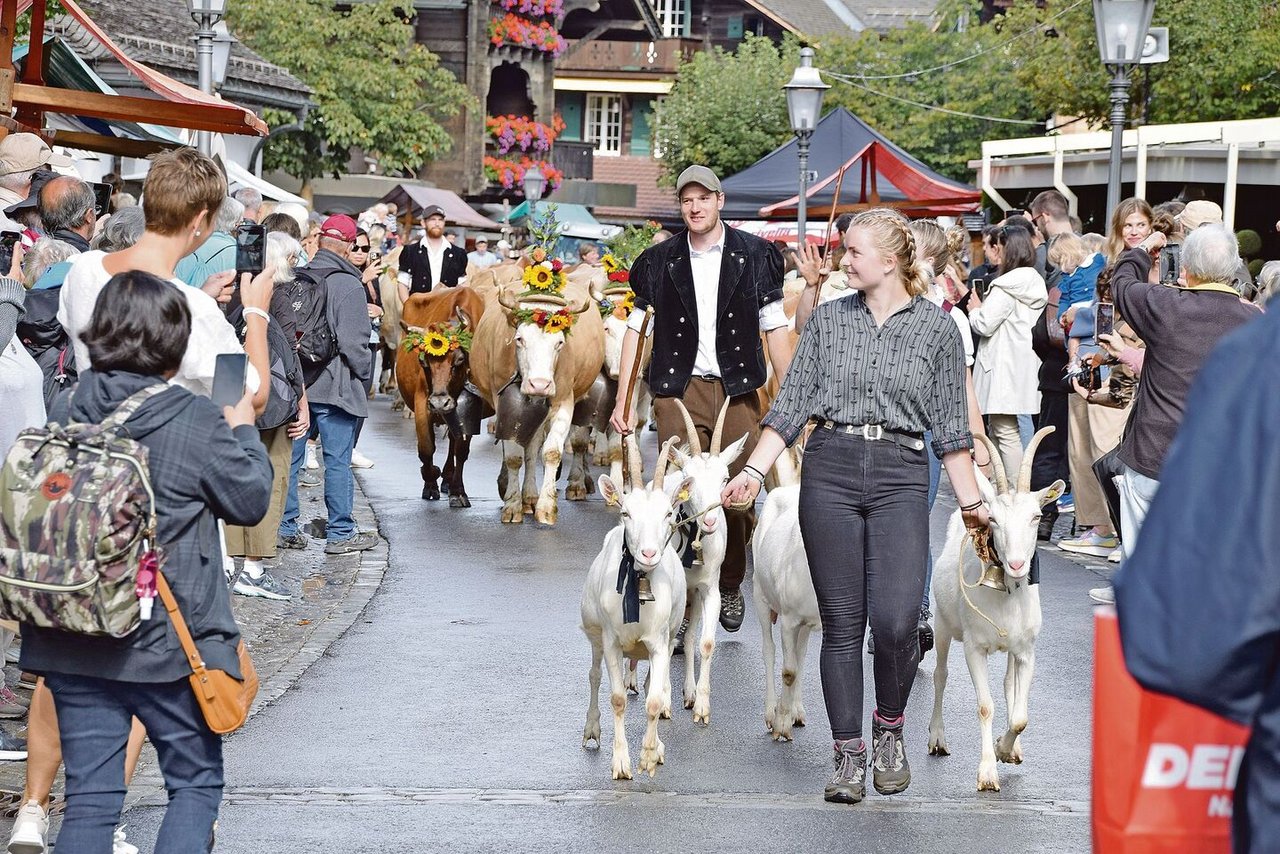 Ein schönes Bild: Die Familie Matthäus von Grünigen und Sedric Hefti treffen mit ihren Ziegen und Kühen ein. Den Sommer hindurch sind sie auf der Alp Plani. 