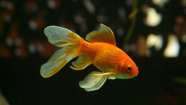 Fische seien schmerzempfindlich, stressanfällig und verfügten über aussergewöhnlich empfindsame Sinnesorgane. (Bild Pixabay)