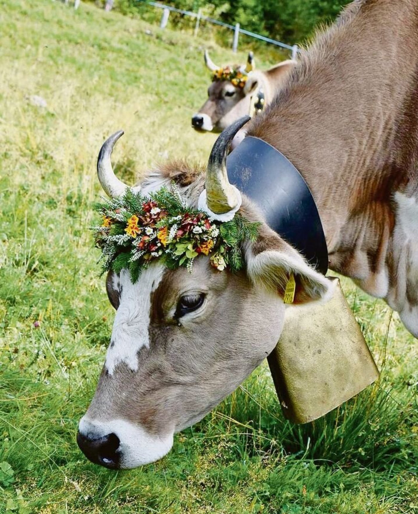 Nach dem Alpabzug durften die Kühe auf die verdiente Heimweide in Elm.