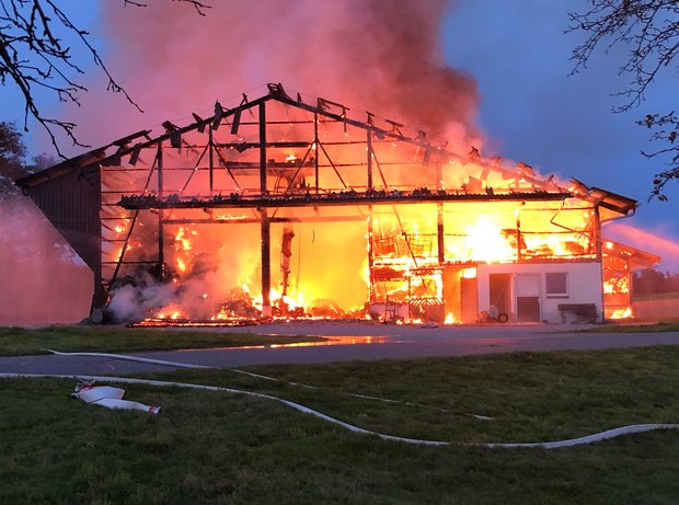 Scheune in Vollbrand – 40 Ziegen und 20 Kühe gerettet Für den Brand im Weiler Kaltbrunnen sucht die Polizei Zeugen. (Bild Kapo TG)
