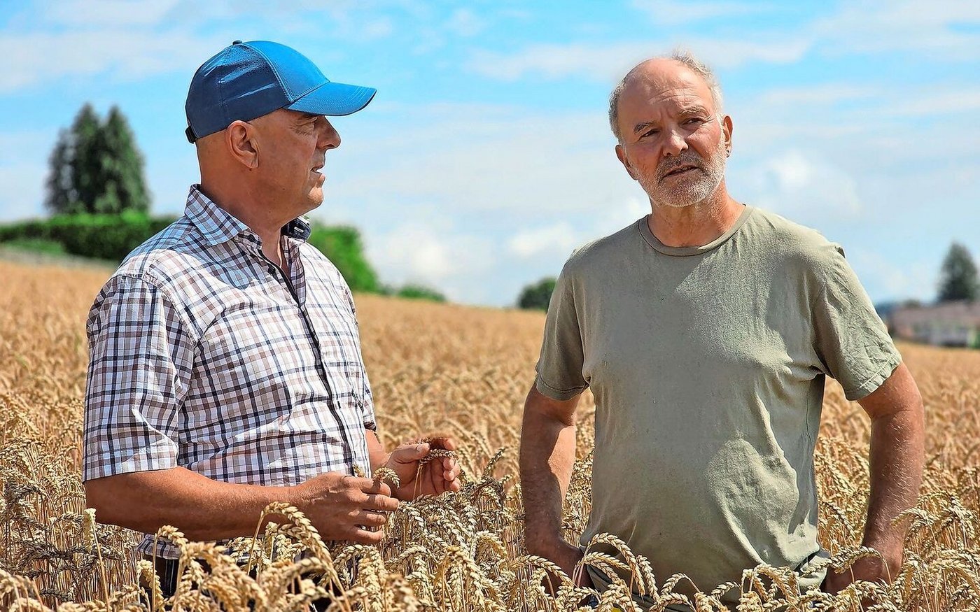 Lukas Kilcher (links) und Alfred Schädeli im Bio-Weizen. Wir haben die beiden zum Austausch – mit Blick in die Zukunft – getroffen.