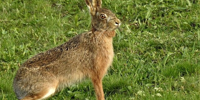 Es kann somit davon ausgegangen werden, dass sich die Hasenpest von einem lokalen Geschehen im Ruggeller Riet zu einer landesweiten Tierseuche entwickelt hat. (Bild pixabay)