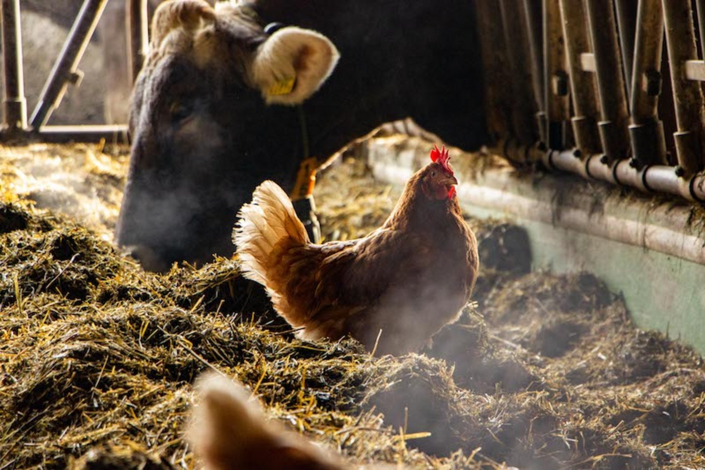 Wenn die Bauern ihre Stalltüren öffnen, kann die Bevölkerung der Landwirtschaft begegnen. (Bilder zVg)