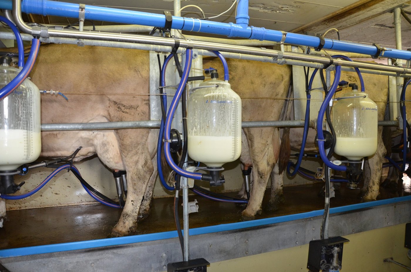 Die öffentliche Publikation der Preise ist aus Sicht von Produzentenvertretern ungünstig, hingegen sollen die Produzenten intern transparent informiert werden. (Bild Aline Küenzi)