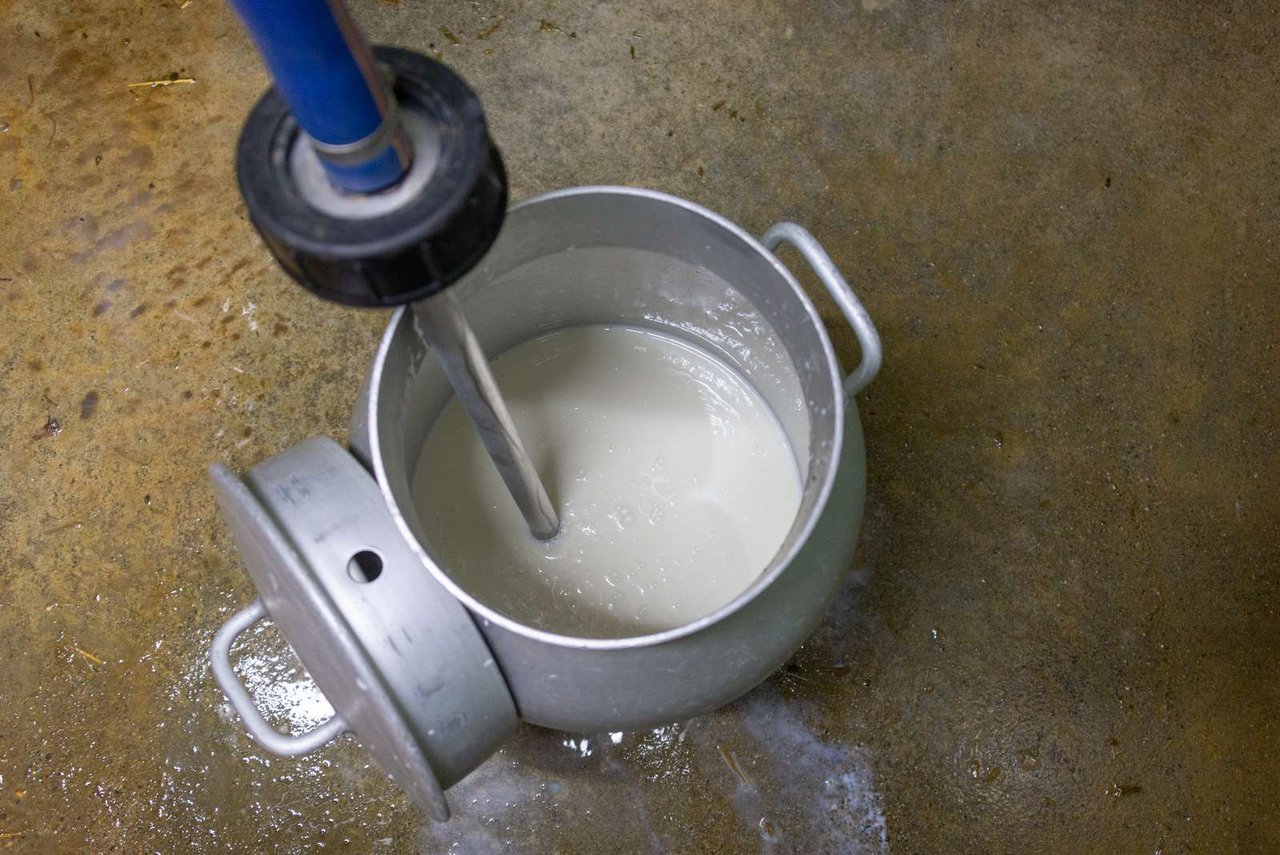 Die tatsächlich ausbezahlten Milchpreise liegen bereits vier und mehr Rappen über Vorjahresniveau. (Bild hja)