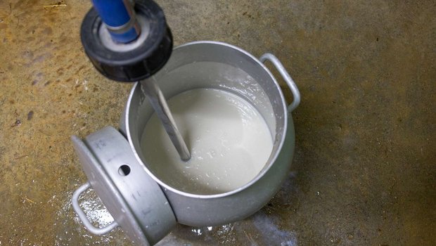 Die tatsächlich ausbezahlten Milchpreise liegen bereits vier und mehr Rappen über Vorjahresniveau. (Bild hja)