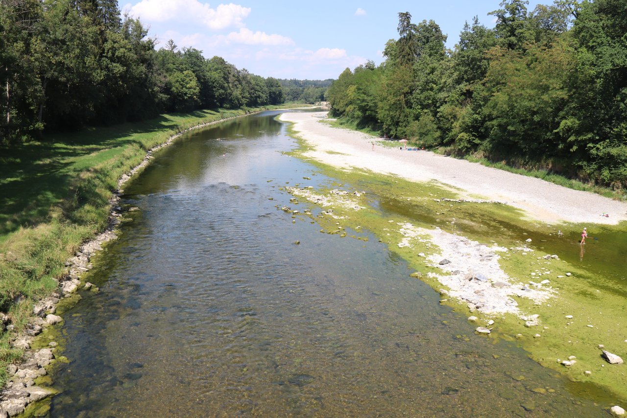 Die Thur ist bei Alten im zürcherischen Andelfingen auf eine Durchflussmenge von gerade einmal etwas mehr als 3 Kubikmeter pro Sekunde abgesunken. Zugleich bildet sich im Flachwasserbereich eine dicke Algenschicht. (Bild Roland Müller)