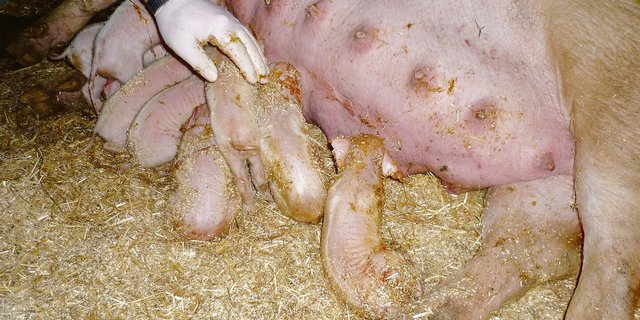 Menschliches Eingreifen gleich nach der Geburt kann sinnvoll sein, um Ferkelverluste zu vermeiden. 