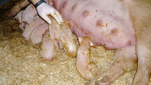 Menschliches Eingrei Menschliches Eingreifen gleich nach der Geburt kann sinnvoll sein, um Ferkelverluste zu vermeiden.