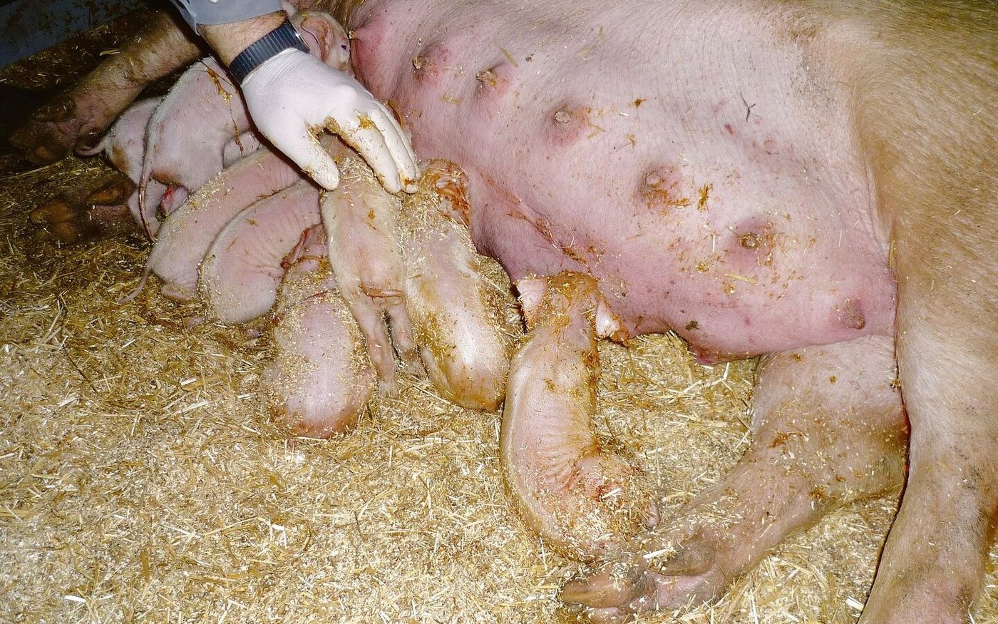 Menschliches Eingreifen gleich nach der Geburt kann sinnvoll sein, um Ferkelverluste zu vermeiden. 