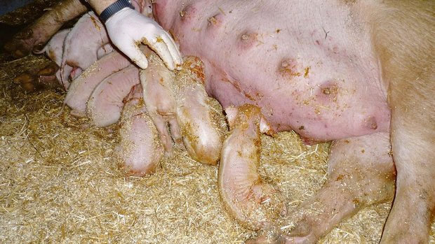 Menschliches Eingrei Menschliches Eingreifen gleich nach der Geburt kann sinnvoll sein, um Ferkelverluste zu vermeiden.
