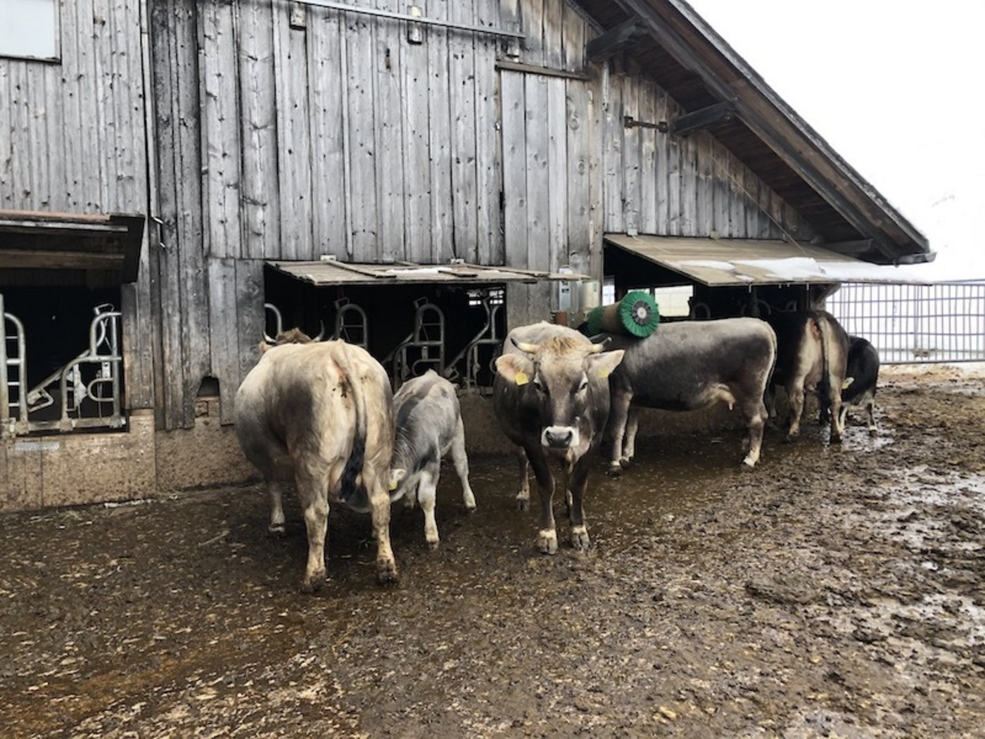 Das Herz von Familie Knaus schlägt für Rätisches Grauvieh.