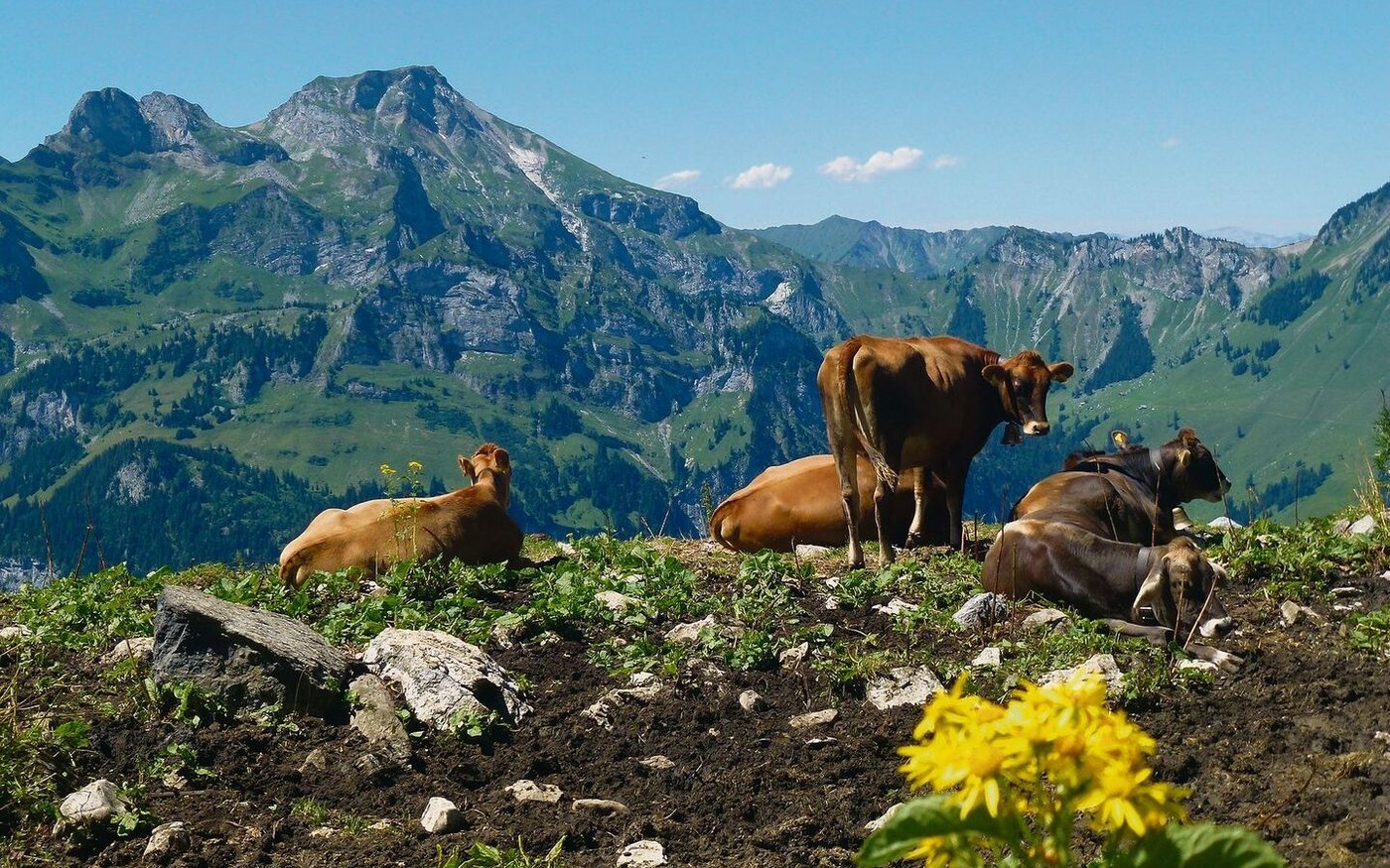 Rauschbrand-Erreger befinden sich seit Jahrhunderten im Boden. Infektionen treten oft lange nicht und dann plötzlich gehäuft auf. 