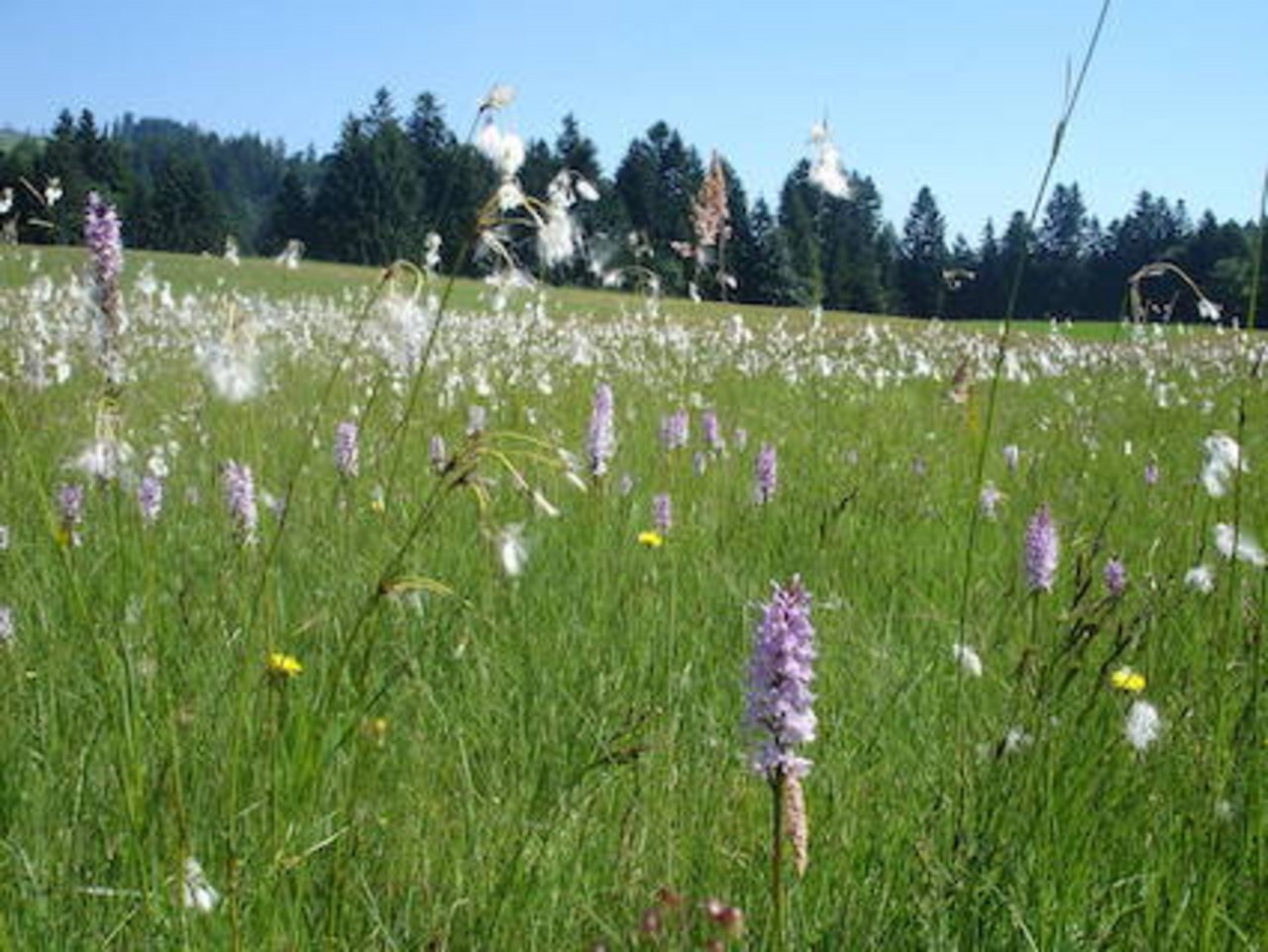 Flachmoor bei Krummenachers: Wer Naturschutzflächen pflegt, soll für die Leistung abgegolten werden. (Bild wk)