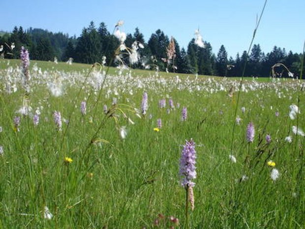 Flachmoor bei Krummenachers: Wer Naturschutzflächen pflegt, soll für die Leistung abgegolten werden. (Bild wk)