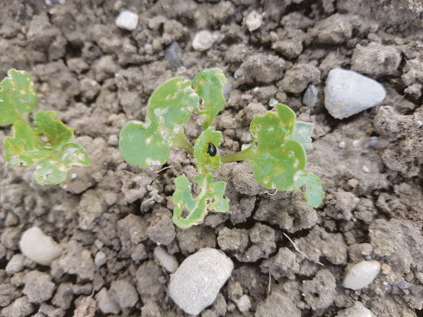 Seit dem Verbot der Saatgutbeizung mit Neonicotinoiden nimmt der Erdfloh-Druck in den Rapsbeständen zu. Mehrfache Flächenspritzungen helfen kaum noch. (Bilder Markus Hochstrasser)