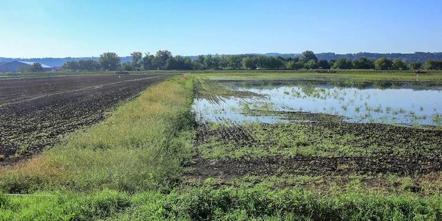 Landwirtschaft und Vogelschutz scheinen hier gut nebeneinander funktionieren zu können. (Bild Livio Rey/Vogelwarte)