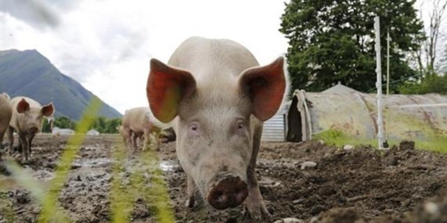 Die Märkte für Labelfleisch zeichnen sich durch einen Angebotsüberhang aus. Nun soll das bereinigt werden. (Bild lid)