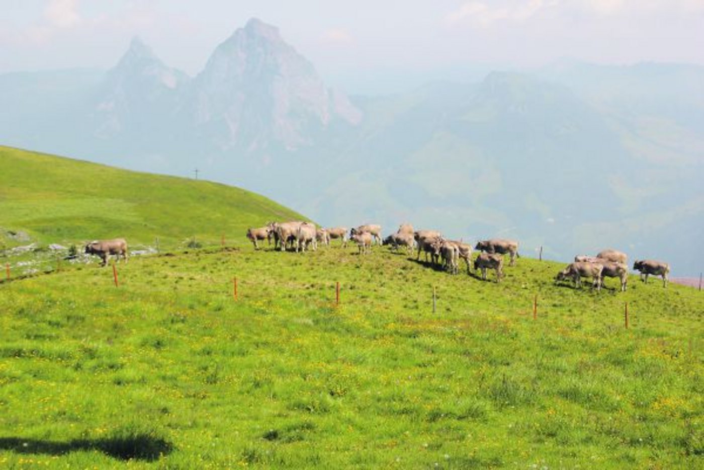 Wer Weiderinder zusammen mit Ochsen auf die Alp treibt, sollte die Ochsen gründlich beobachten oder vom Hirten beobachten lassen. Es gibt hie und da auch kastrierte Männchen, die trotzdem fruchtbar sind. (Bild SBV)