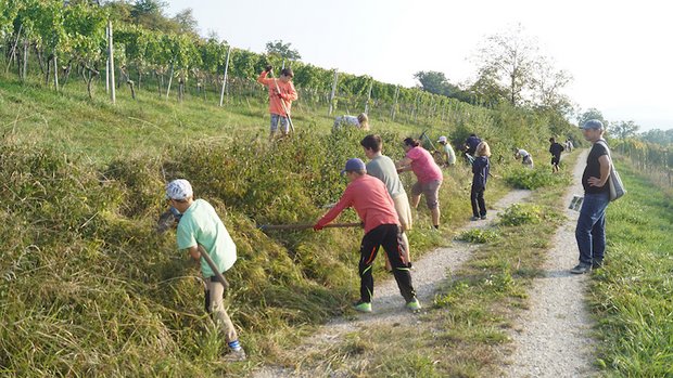 Fleissige Wildbienen in den Schaffhauser Rebbergen Eine Schulklasse bei der Flächenaufwertung zugunsten von Wildbienen. (Bild Regionaler Naturpark Schaffhausen)