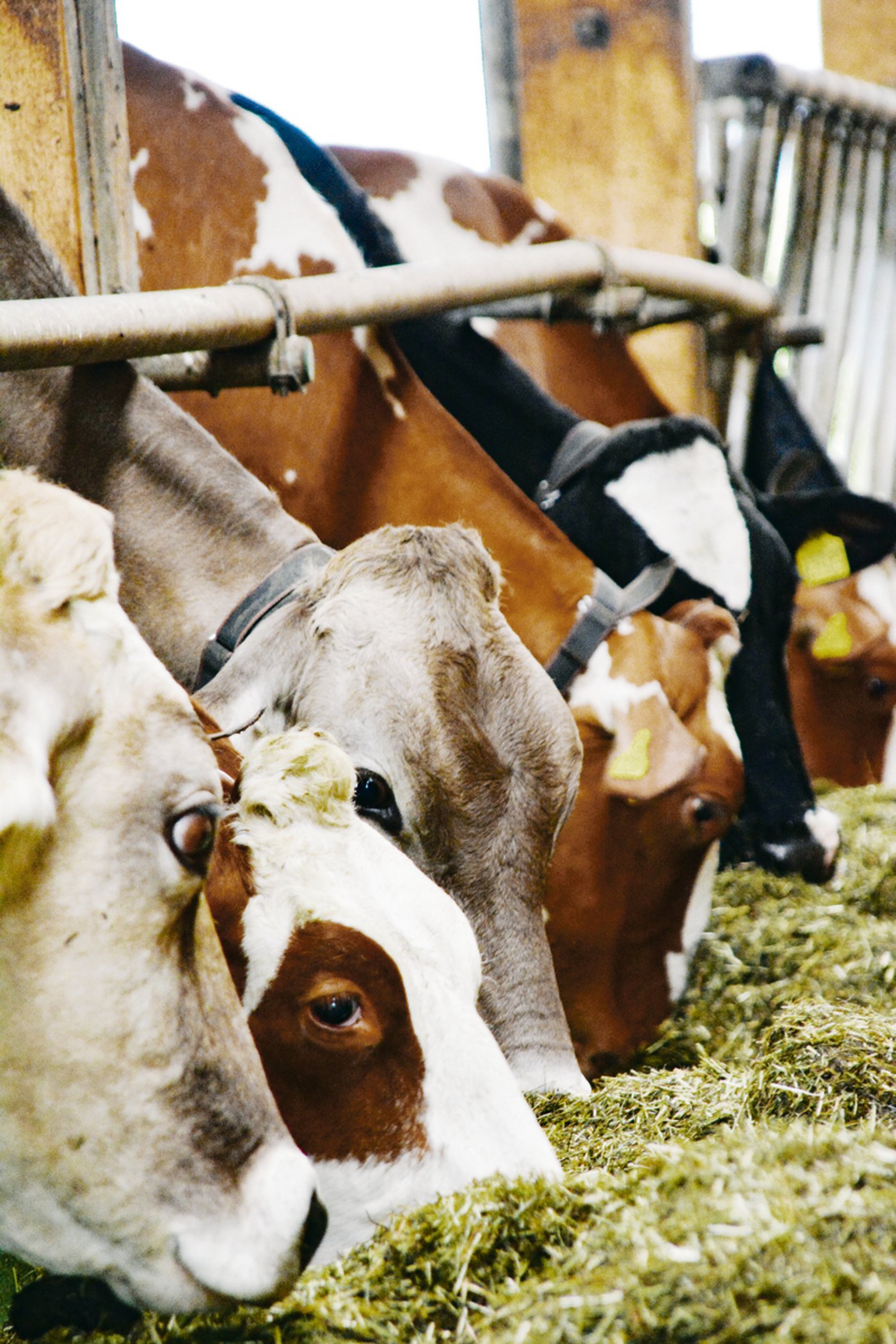 Am Futtertisch hat es auch Platz für Braune und RF. Der Stallschnitt liegt bei knapp 10 000 Kilo Milch.(Bild aem)
