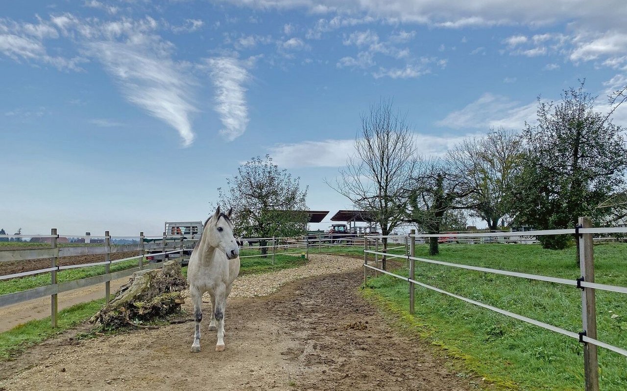 Neben dem Kanadischen Mustang steht ein Wurzelstock, womit sich die Herde gerne beschäftigt. Im Hintergrund die zwei Heuraufen.