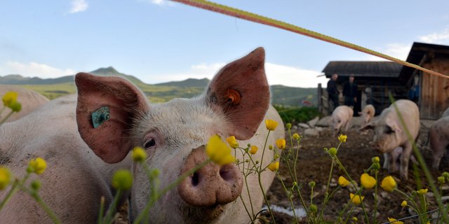KAGFreiland will mit ihrem Projekt «Alp-Weideschwein» zeigen, wie Schweine auf Alpen artgerecht gehalten werden. (Bild Hansjürg Jäger)