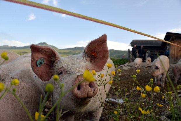 KAGFreiland will mit ihrem Projekt «Alp-Weideschwein» zeigen, wie Schweine auf Alpen artgerecht gehalten werden. (Bild Hansjürg Jäger)