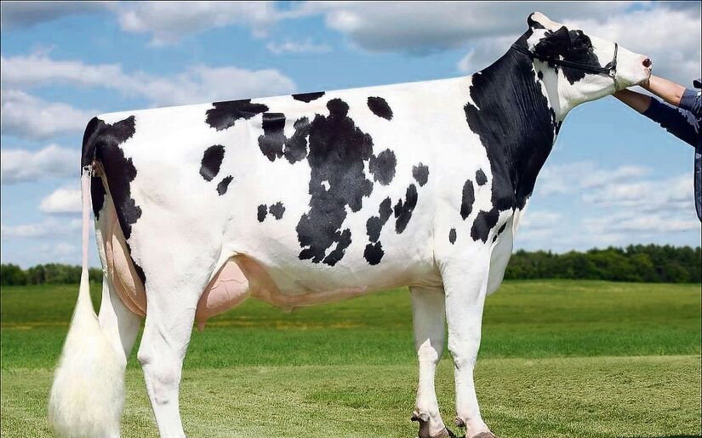 Die Mutter von McCutchen, die Shottle-Tochter Sully May, war damals eine begehrte Stierenmutter.