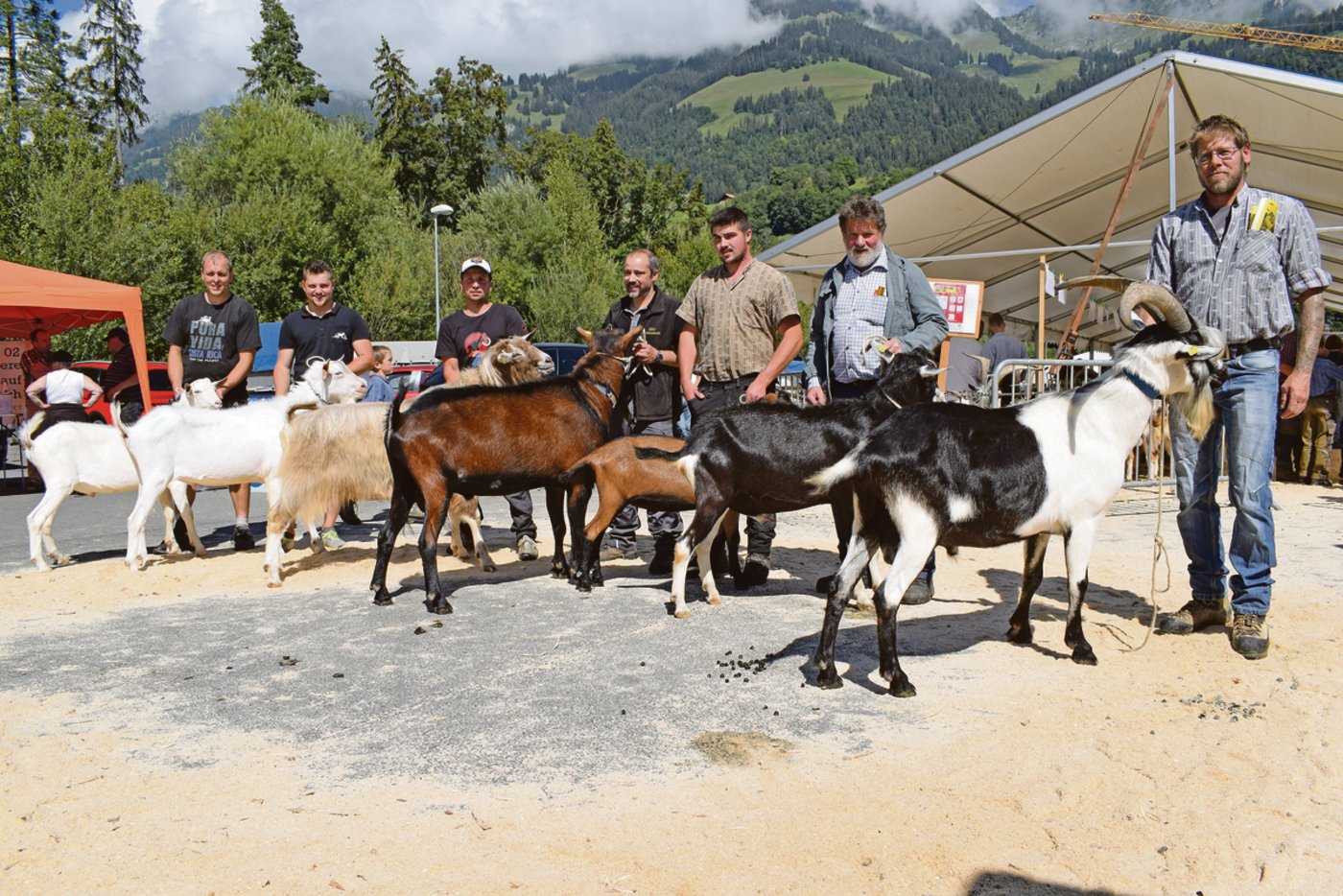 Der Höhepunkt des Ziegen- und Bockmarktes: Die gewählten Mister präsentieren sich dem Publikum und den Fotografen. 