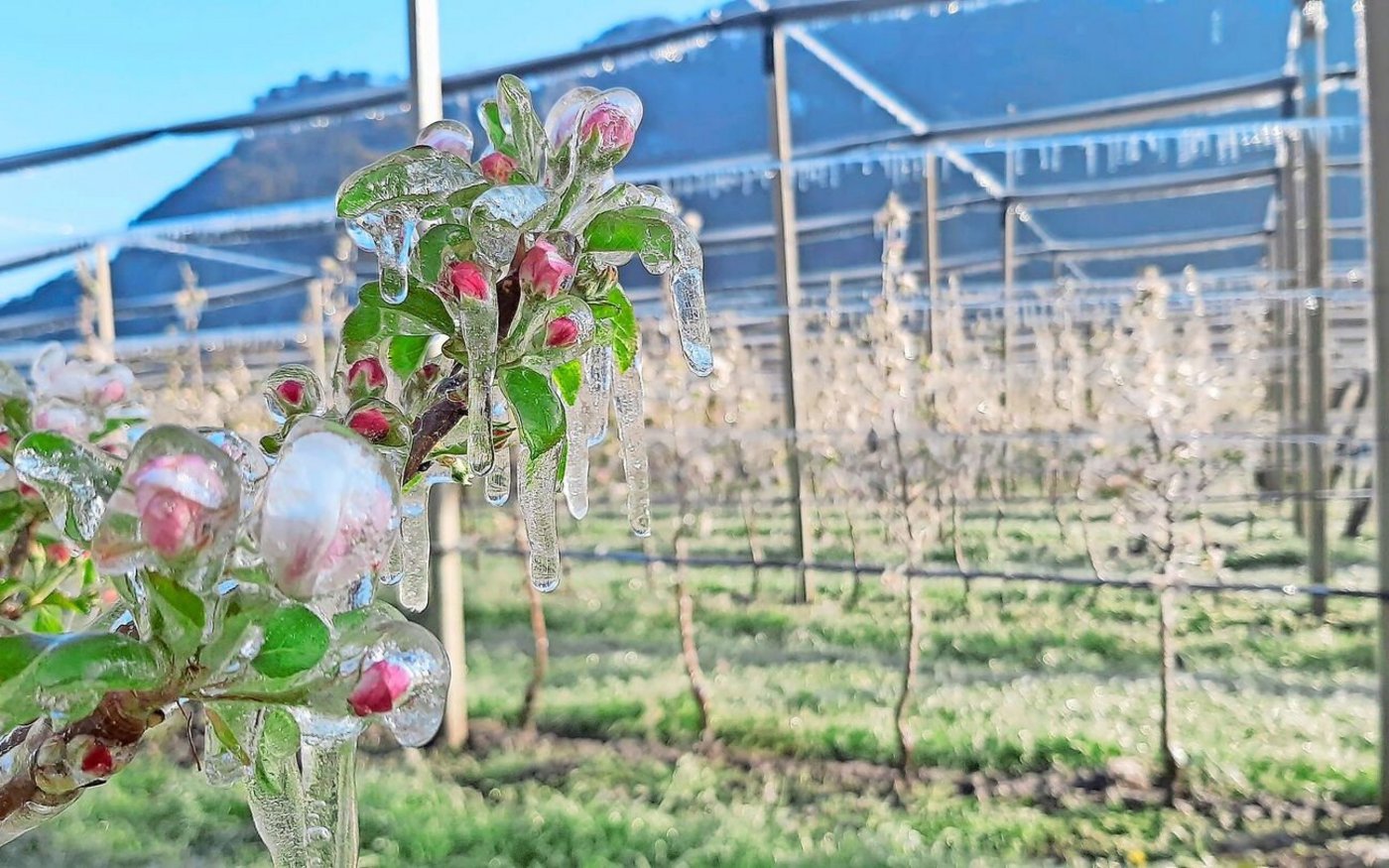 Die Obstanlage ist durch Frostberegnung geschützt. Die Beregnung bildet eine Eishülle um die Apfelblüten.