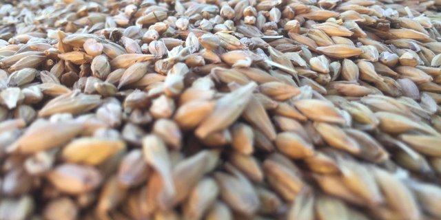 Die US-Getreidesaison blickt auf eine schwieriges Erntejahr 2019 zurück. (Bild Nicole Geiser)