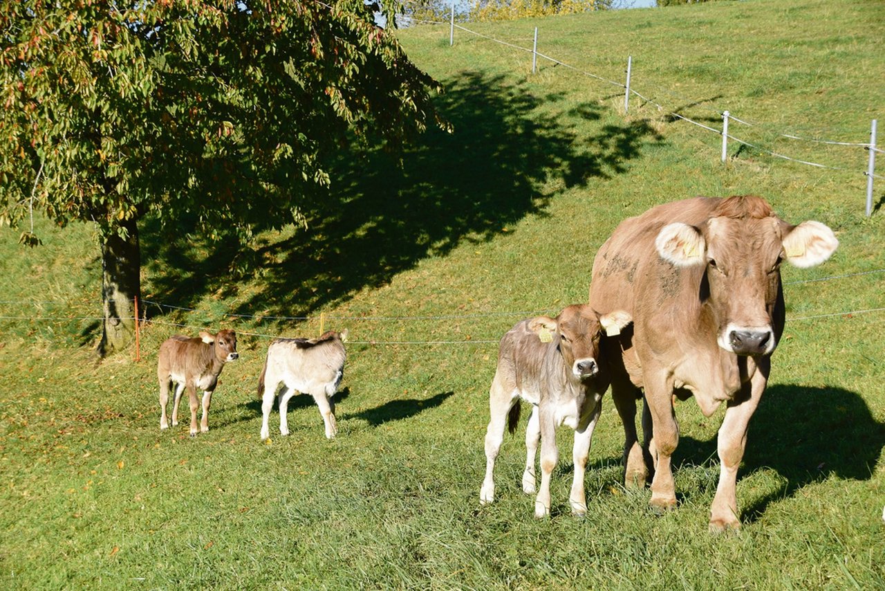 Labels wie Natura-Veal werden im Markt preislich zu teuer positioniert, so das Ergebnis einer Recherche des Schweizer Tierschutzes STS. (Bild akr)