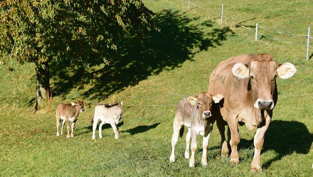 Labels wie Natura-Veal werden im Markt preislich zu teuer positioniert, so das Ergebnis einer Recherche des Schweizer Tierschutzes STS. (Bild akr)