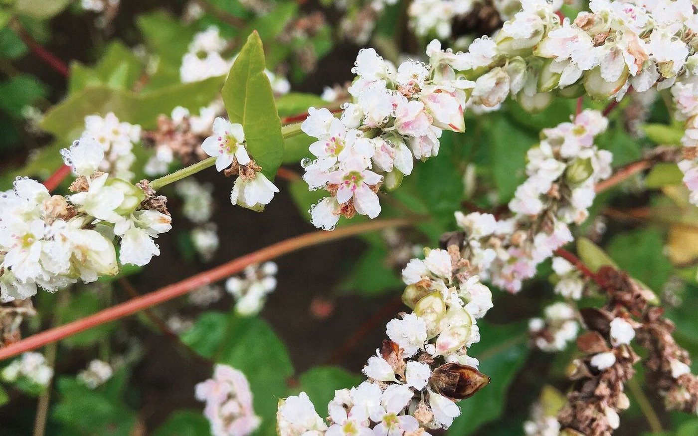 Für die Fruchtbildung ist Buchweizen auf Bestäuber angewiesen, die rechtzeitig zur Stelle sind.