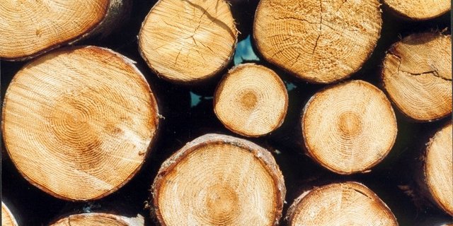 Streitpunkt in der Debatte waren Pflanzenschutzmittel, die gegen Schädlinge im frisch geschlagenen Holz eingesetzt werden können. (Bild BauZ)