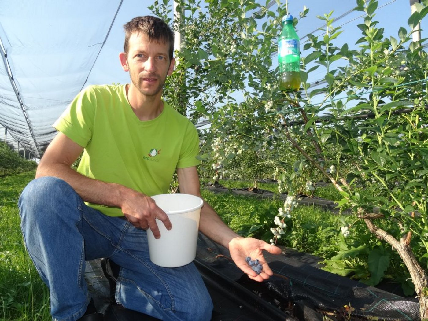 Biobauer Heinz Schmid vom Oberfeld, Gelfingen LU, in der mit Netzen geschützten Beerenanlage. Auf 1,2 ha können in diesen Wochen Kulturheidelbeeren geerntet werden. Im Bild (oben rechts) eine Kontrollfalle für die Kirschessigfliege, welche auch die Beerenkulturen bedroht. (Bild: Josef Scherer)