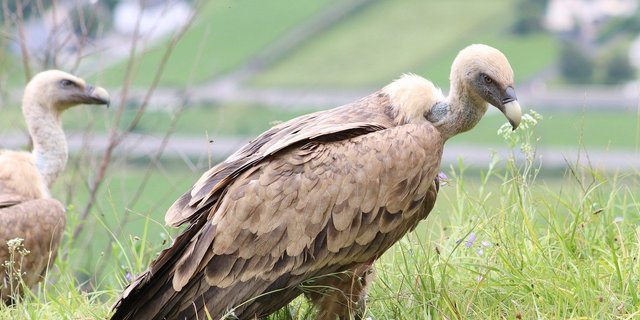 Gänsegeier erreichen Spannweiten von über 2,5 Metern und entsorgen – im Normalfall – die Kadaver toter Tiere. Übrig bleiben nur Haut und Knochen. (Bild Pixabay)