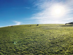 Methan stammt in der Schweiz in erster Linie aus der Tierhaltung und ist weniger langlebig als CO2. Das gilt es zu berücksichtigen.