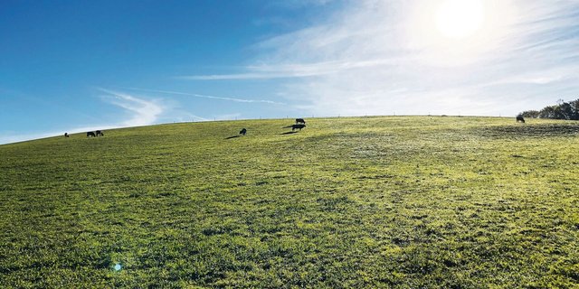 Methan stammt in der Schweiz in erster Linie aus der Tierhaltung und ist weniger langlebig als CO2. Das gilt es zu berücksichtigen.