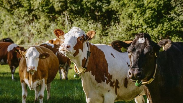 Kreuzungstiere unterstützt der Bund nicht mehr: Der Herdebuchbeitrag geht dabei verloren.